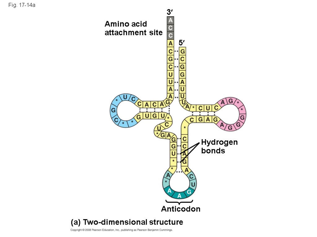 Fig. 17-14a Amino acid attachment site (a) Two-dimensional structure Hydrogen bonds Anticodon 3 5